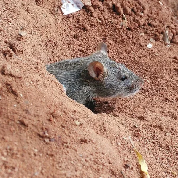 Apache Junction’s Animal Shelter Crisis: Rat Problem May Extend Beyond Facility, According to Resident Reports