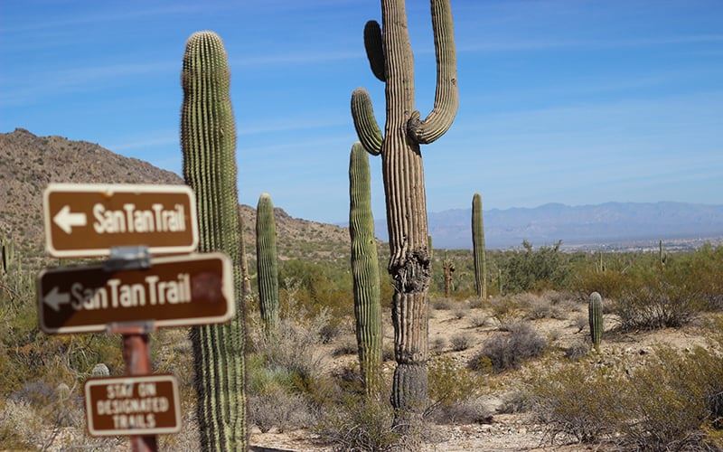 Cactus Hike at San Tan Valley Regional Park