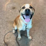 Board Approves Permit for Dog…