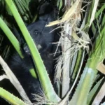 Bear Rescued from Palm Tree