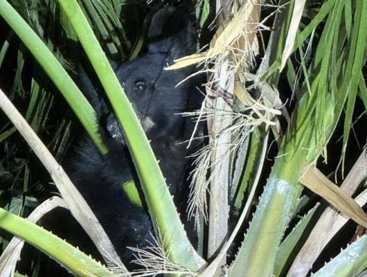 Bear Rescued from Palm Tree