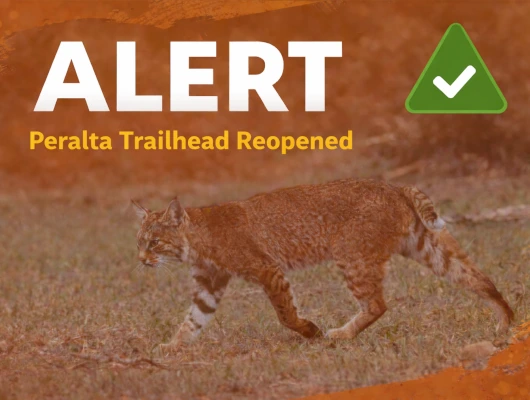 Peralta Trailhead Reopens After Bobcat Attacks Three Hikers