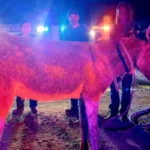Eloy Firefighters Rescue Donkey from&hellip;