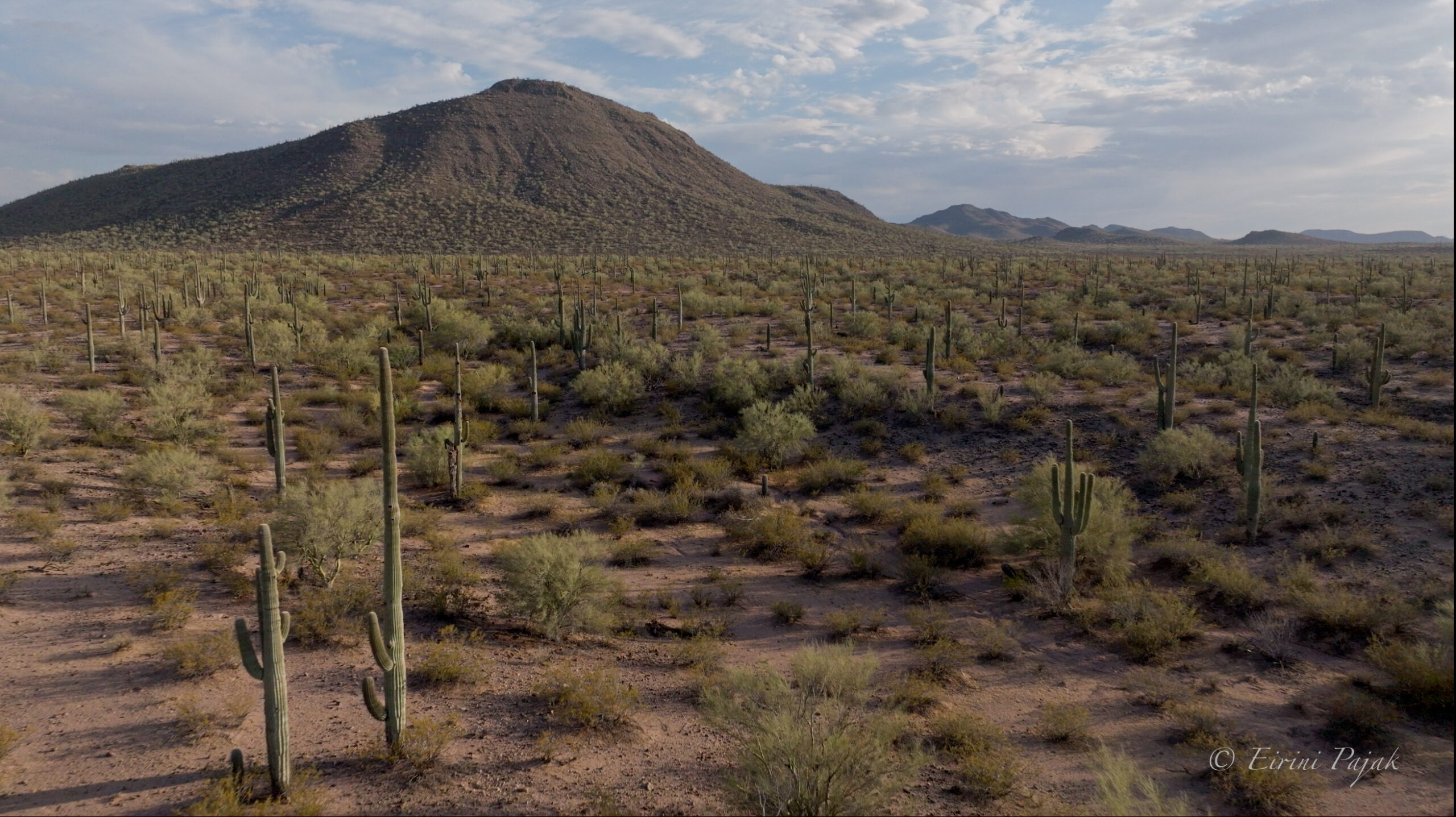 A dense stand of saguaro cactus and low desert brush spreads toward a rounded peak under a partly cloudy sky.
