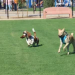 Two dogs running at a dog park in Queen Creek.