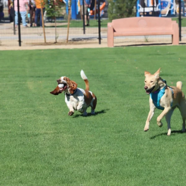 Two dogs running at a dog park in Queen Creek.