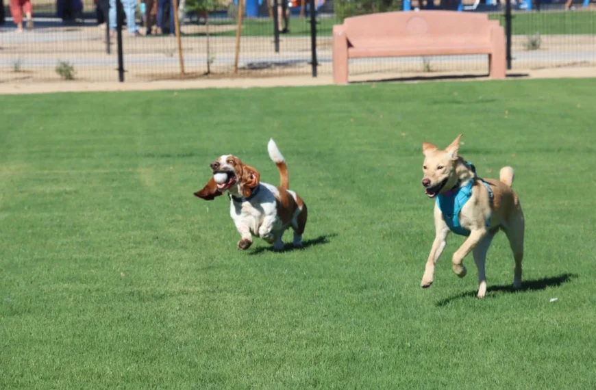 Two dogs running at a dog park in Queen Creek.