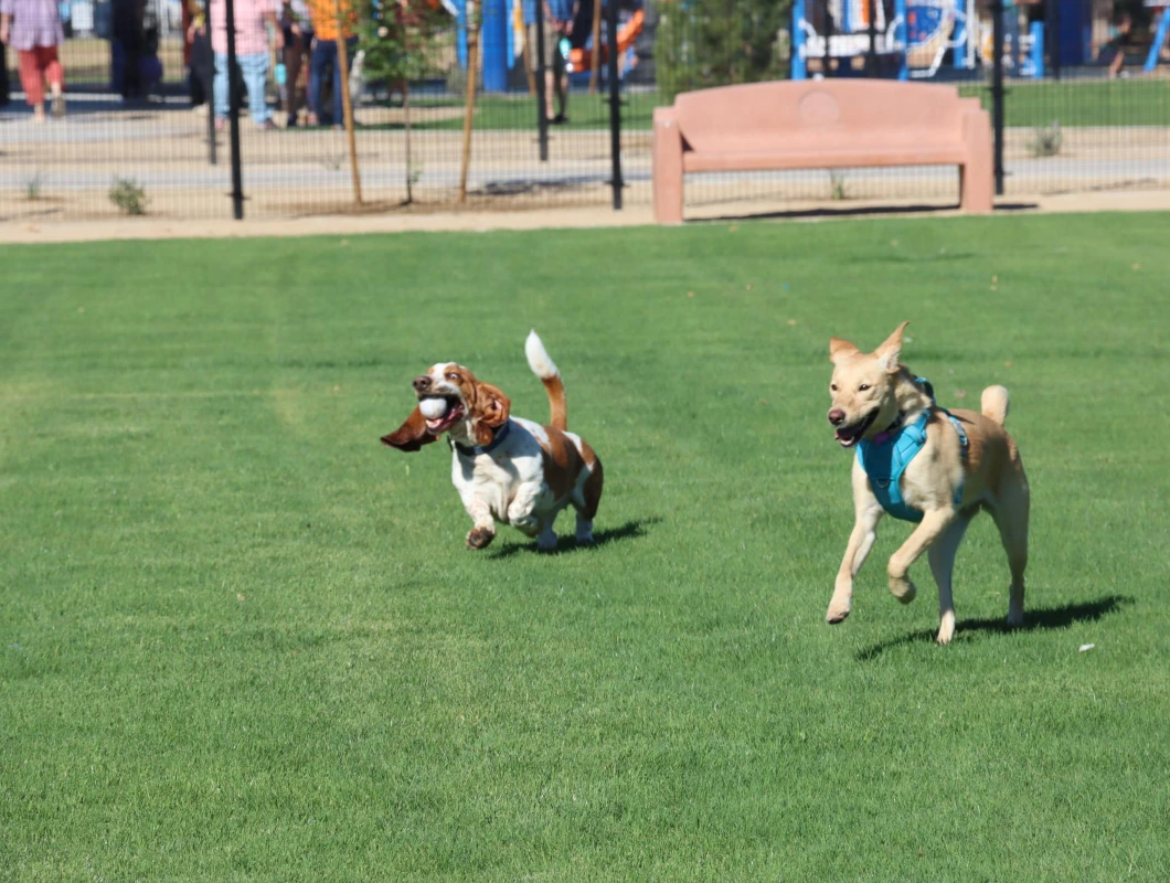 Two dogs running at a dog park in Queen Creek.