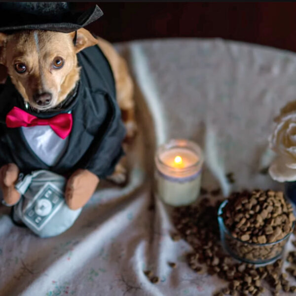 A small tan chihuahua-dachshund mix in a black tuxedo costume with a pink bow tie sits at a candlelit table set with a bowl of dog kibble and white roses.