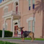 Peso the chiweenie in a tweed jacket, tie and glasses stands on the sidewalk outside the historic Pinal County Courthouse in Florence, Arizona.