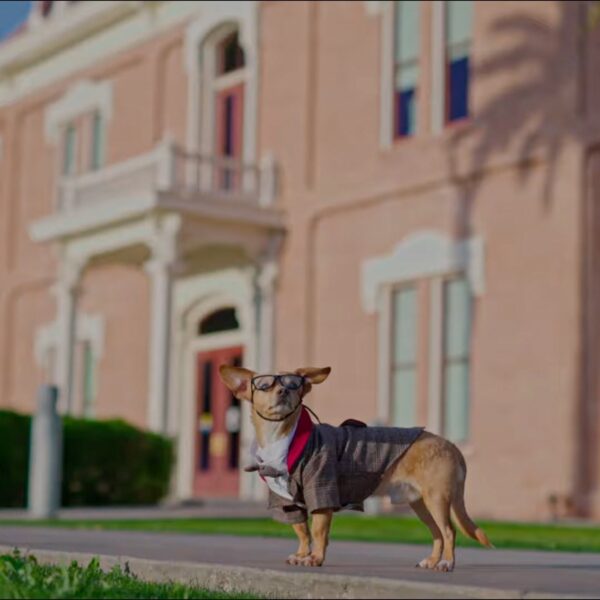 Peso the chiweenie in a tweed jacket, tie and glasses stands on the sidewalk outside the historic Pinal County Courthouse in Florence, Arizona.