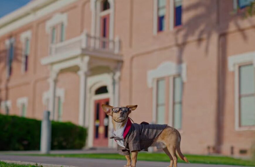 Peso the chiweenie in a tweed jacket, tie and glasses stands on the sidewalk outside the historic Pinal County Courthouse in Florence, Arizona.