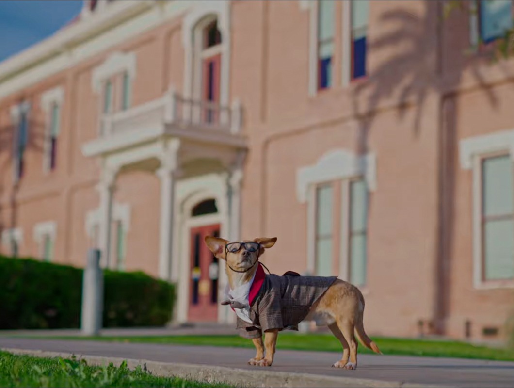 Peso the chiweenie in a tweed jacket, tie and glasses stands on the sidewalk outside the historic Pinal County Courthouse in Florence, Arizona.